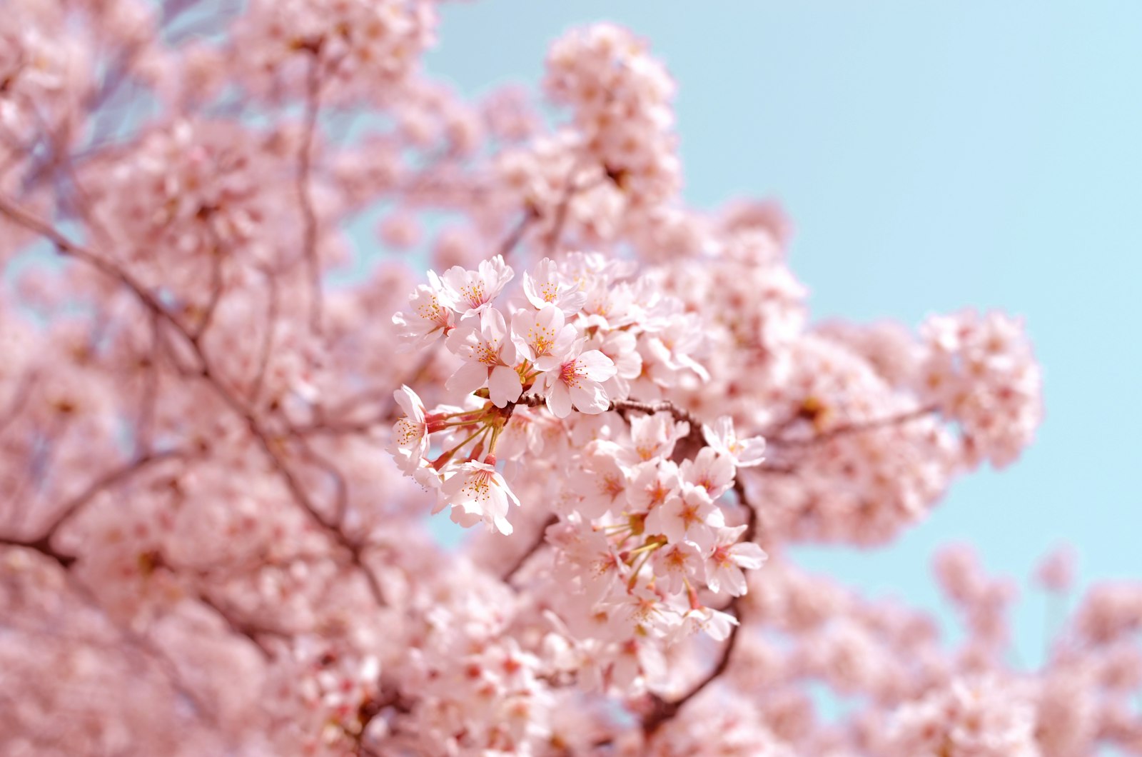 Quand visiter le Japon en voyageur musulman : saisons, sakura et Ramadan (2026)