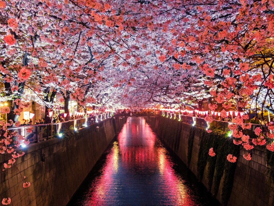 Cherry Blossom Family — 10 Days
